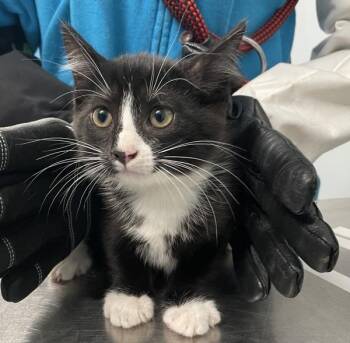 Cranberry -  Domestic Short Hair Cat for Adoption - Cranberry | PetCurious