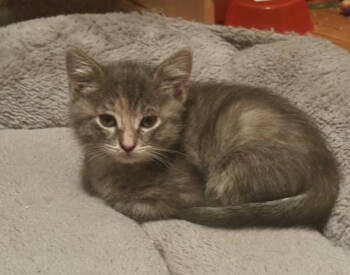 Rescue Domestic Short Hair Cats for Adoption in Redmond, Washington - Nina From Pasadena | PetCurious