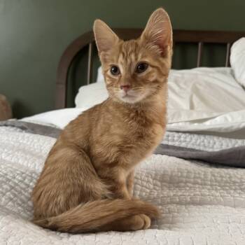 Rescue Domestic Short Hair Cats for Adoption in Cincinnati, Ohio - El Diablo | PetCurious