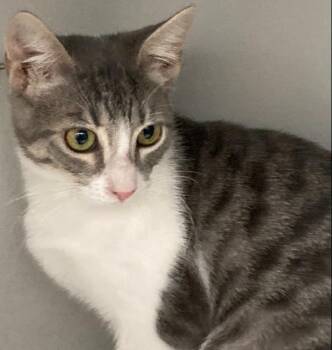 Dot -  Domestic Short Hair Cat for Adoption in Dayton, Minnesota - Dot | PetCurious