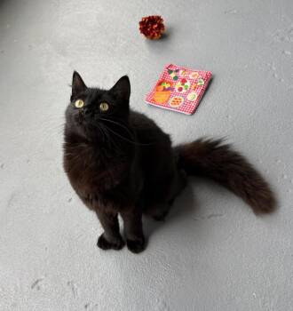 Domestic Long Hair and Extra Toes Cat Hemingway Polydactyl Cats Available for Adoption - Zelda | PetCurious