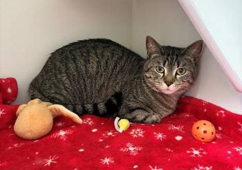 Gracie -  Domestic Short Hair Cat for Adoption in Mason City, Iowa - Gracie | PetCurious