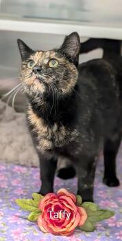 Domestic Short Hair Cats Available for Adoption in Flint, Michigan - Taffy | PetCurious