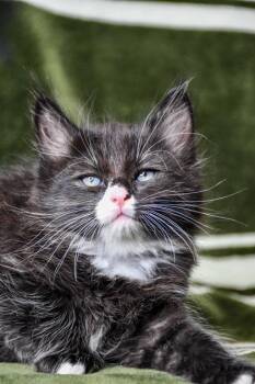 Domestic Medium Hair and Domestic Short Hair Cats Available for Adoption in Yakima, Washington - Jay | PetCurious