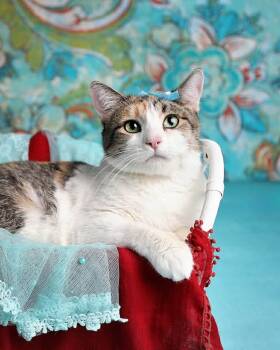 Rescue Domestic Short Hair Cats for Adoption in St. George, Utah - Luna 4 | PetCurious