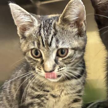 E2 -  Domestic Short Hair Cat Available for Adoption in Bel Air, Maryland - E2 | PetCurious