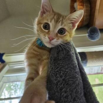 Finn -  Tabby Cat for Adoption in Frederick, Maryland - Finn | PetCurious