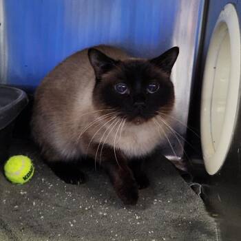 Bandit -  Domestic Short Hair Cat for Adoption in Walker, Michigan - Bandit | PetCurious