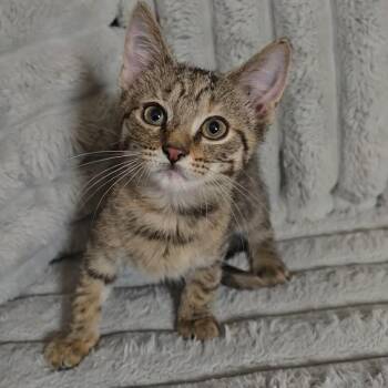 Curbie -  Domestic Short Hair Cat for Adoption in Jarrettsville, Maryland - Curbie | PetCurious