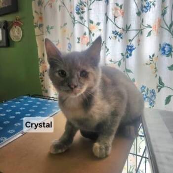 Domestic Short Hair Cats Available for Adoption in Elyria, Ohio - Crystal At Elyria Petco | PetCurious