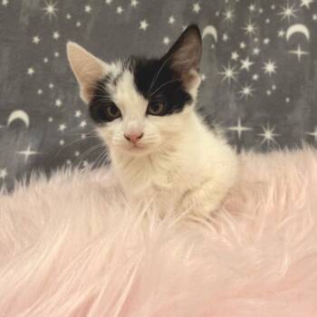 American Shorthair Cats Available for Adoption in Riverwoods, Illinois - Jellyfish | PetCurious
