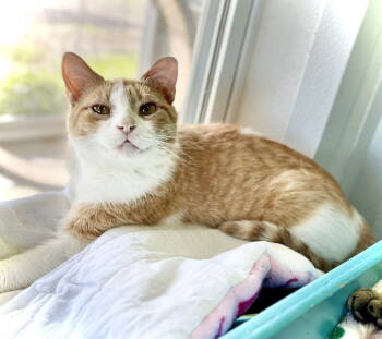 Rescue Domestic Short Hair Cats for Adoption in Estherville, Iowa - Cheyene | PetCurious