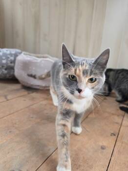 Rescue Domestic Short Hair Cats for Adoption in Brazil, Indiana - Annie | PetCurious