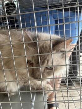 Domestic Medium Hair and Domestic Short Hair Cats Available for Adoption in Lafayette, Indiana - Hereditary (T1) | PetCurious