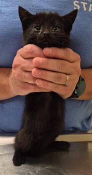 Alfalfa -  Domestic Medium Hair Cat for Adoption in Christiansburg, Virginia - Alfalfa | PetCurious