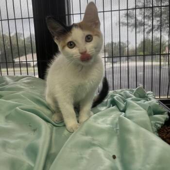 Domestic Short Hair Cats Available for Adoption in Lakeland, Florida - Nebula | PetCurious