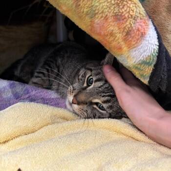 Beckham -  Domestic Short Hair Cat for Adoption in Walker, Michigan - Beckham | PetCurious