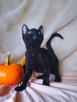 Pete 760 -  Domestic Short Hair Cat for Adoption - Pete 760 | PetCurious