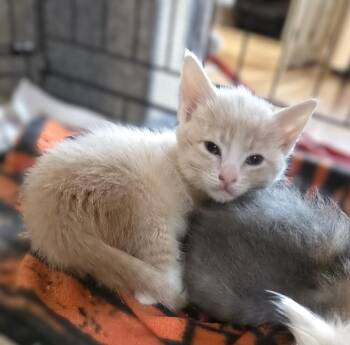 Domestic Medium Hair Cats Available for Adoption in Pacifica, California - Rarity | PetCurious