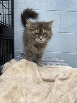 Tizzy -  Domestic Long Hair Cat for Adoption in West Mifflin, Pennsylvania - Tizzy | PetCurious