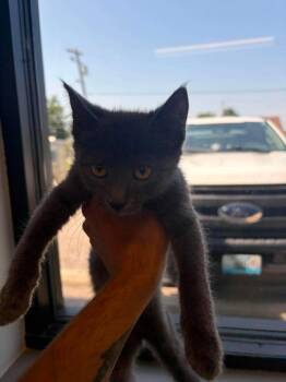 Luke -  Domestic Short Hair Cat for Adoption in Republic, Missouri - Luke | PetCurious