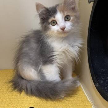 Calliope -  Domestic Long Hair Cat for Adoption in Manistee, Michigan - Calliope | PetCurious