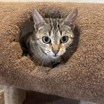 Rice Krispies -  Domestic Short Hair Cat for Adoption in Walnut Creek, California - Rice Krispies | PetCurious