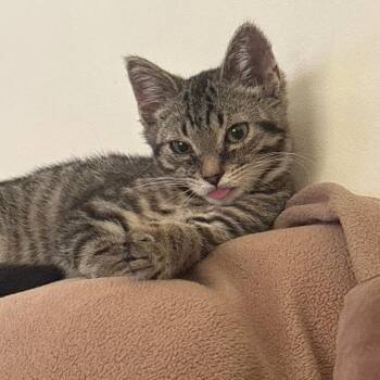 Wheezy -  Domestic Short Hair Cat for Adoption in Huntington, West Virginia - Wheezy | PetCurious