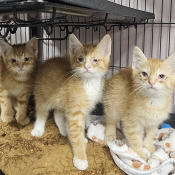 Crab Fest -  Domestic Short Hair Cat for Adoption in Binghamton, New York - Crab Fest | PetCurious
