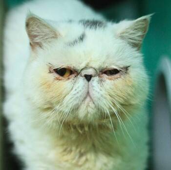 Edith -  Exotic Shorthair Cat for Adoption - Edith | PetCurious