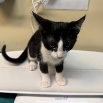Atom -  Domestic Short Hair Cat for Adoption in Pasadena, California - Atom | PetCurious