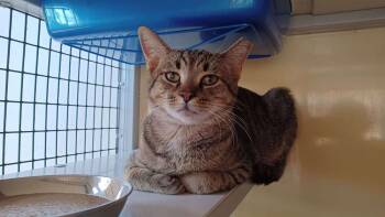 Rescue Domestic Short Hair Cats for Adoption in Ferndale, Michigan - Stamton | PetCurious