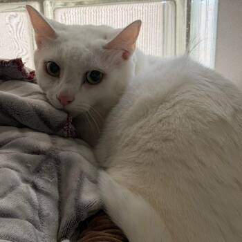 Domestic Short Hair Cats Available for Adoption in Huntsville, Alabama - Bianca | PetCurious