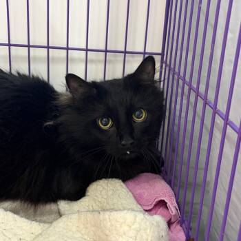 Finley -  Domestic Long Hair Cat for Adoption in Bedford, New Hampshire - Finley | PetCurious