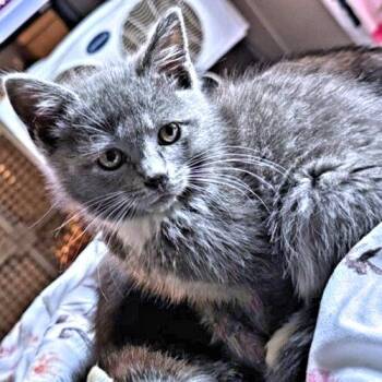 Bubbles -  Domestic Medium Hair Cat for Adoption in Rutherfordton, North Carolina - Bubbles | PetCurious