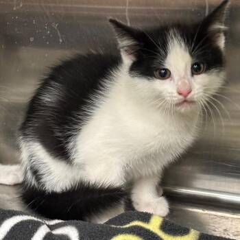 Leroy -  Domestic Short Hair Cat for Adoption in Brookfield, Missouri - Leroy | PetCurious