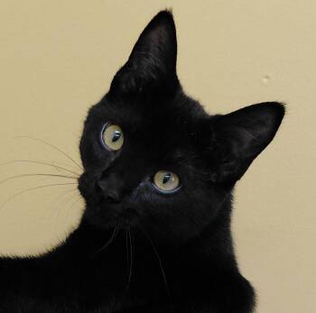 Anise -  Domestic Short Hair Cat for Adoption in Eugene, Oregon - Anise | PetCurious
