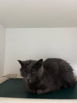 * Squirrel* -  Domestic Short Hair Cat Available for Adoption in Salt Lake City, Utah - * Squirrel* | PetCurious
