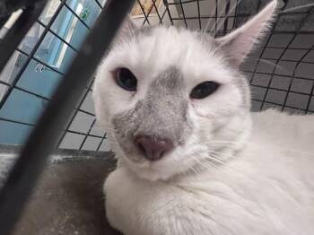 Domestic Short Hair Cats Available for Adoption in Las Vegas, Nevada - MORT | PetCurious