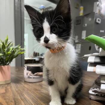 Dill -  Domestic Long Hair Cat for Adoption in Clanton, Alabama - Dill | PetCurious