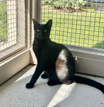 Nora -  Domestic Short Hair Cat for Adoption in Arlington, Vermont - Nora | PetCurious