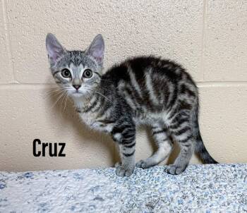 Cruz -  Domestic Short Hair Cat for Adoption in Clearfield, Kentucky - Cruz | PetCurious