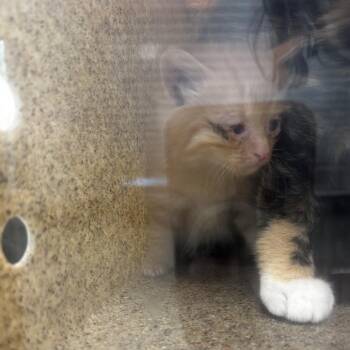 Neferu -  Domestic Short Hair Cat for Adoption in Philadelphia, Pennsylvania - Neferu | PetCurious