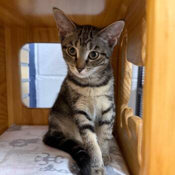 Butterfly -  Domestic Short Hair Cat for Adoption in Hampton Bays, New York - Butterfly | PetCurious