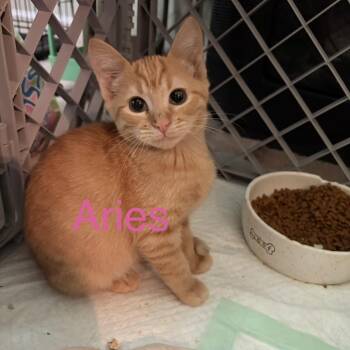 Aries -  Domestic Short Hair Cat for Adoption in Fredericksburg, Virginia - Aries | PetCurious