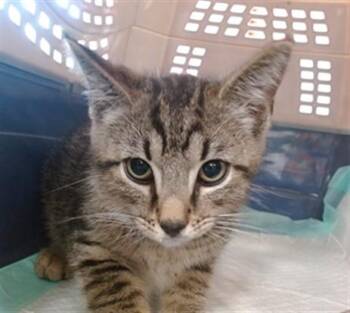 SEE SAW -  Domestic Short Hair Cat for Adoption in Louisville, Kentucky - SEE SAW | PetCurious