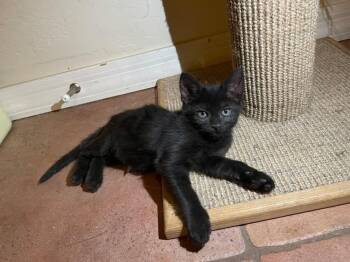 Domestic Short Hair Cats Available for Adoption in Tucson, Arizona - Conundrum | PetCurious