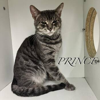 Domestic Short Hair Cats Available for Adoption in Hazlet, New Jersey - Prince | PetCurious