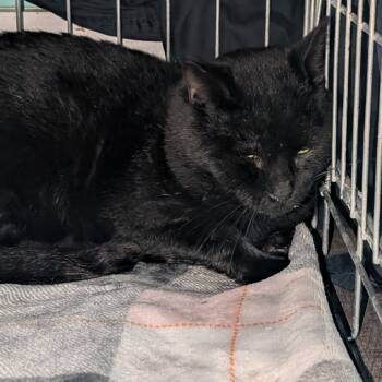 Rescue Domestic Medium Hair Cats for Adoption in Jefferson City, Tennessee - Blackie | PetCurious