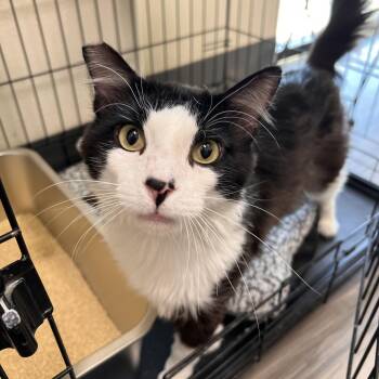Happy -  Domestic Medium Hair Cat for Adoption in Las Vegas, Nevada - Happy | PetCurious